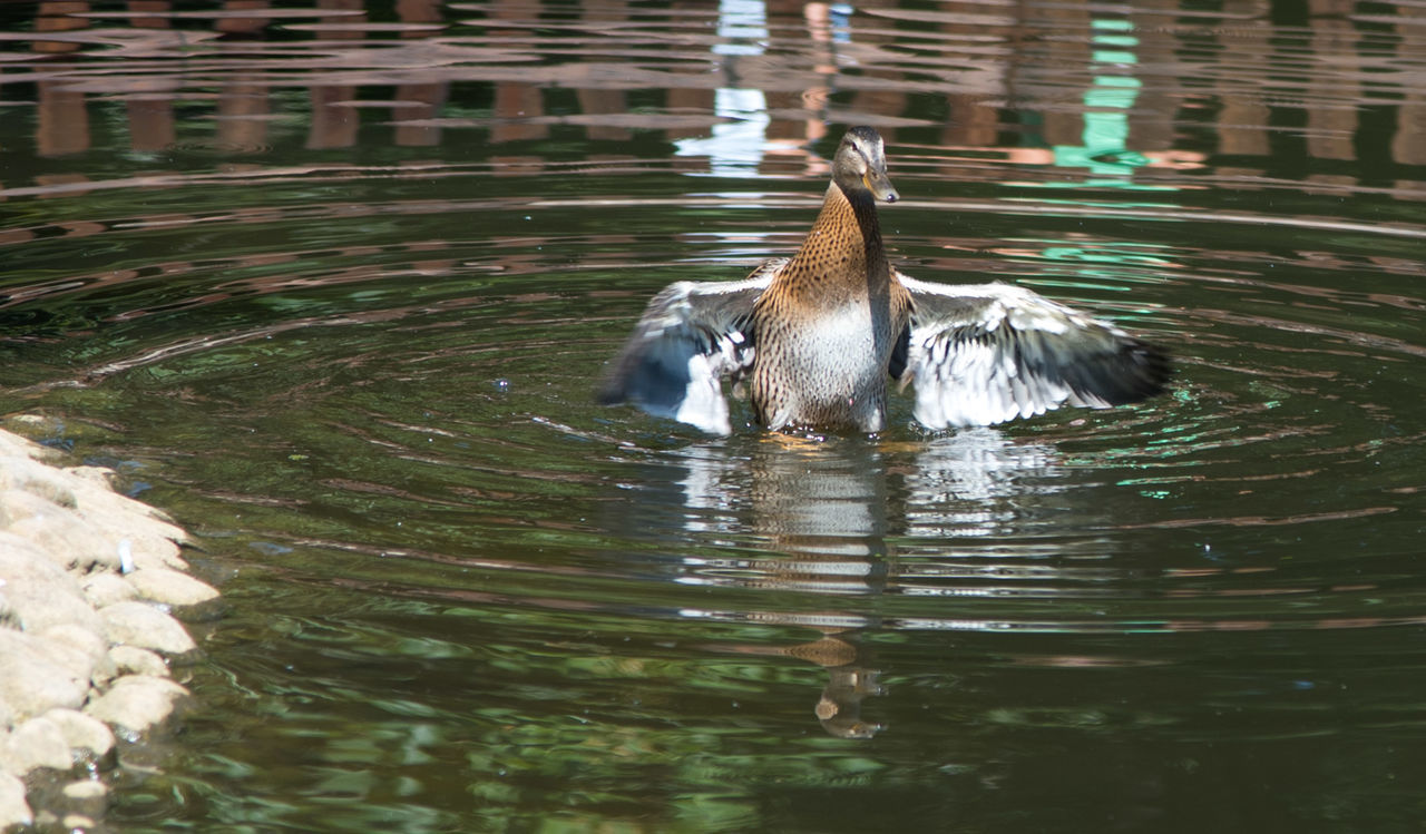 DUCKS SWIMMING IN LAKE