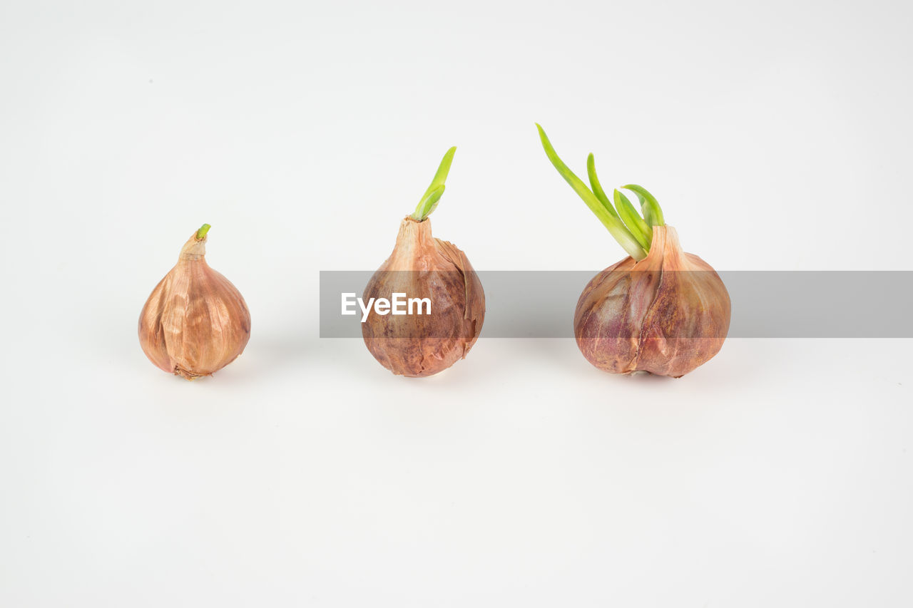 Close-up of onions against white background