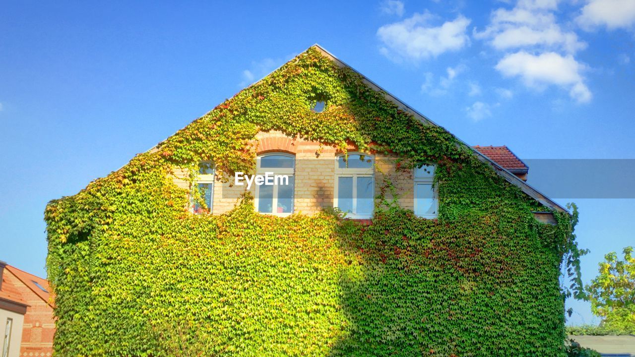 Low angle view of ivy growing on house against sky