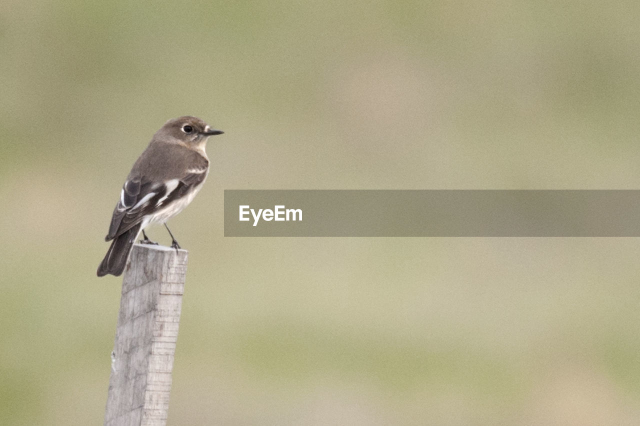 Side view of bird on pole against blurred background