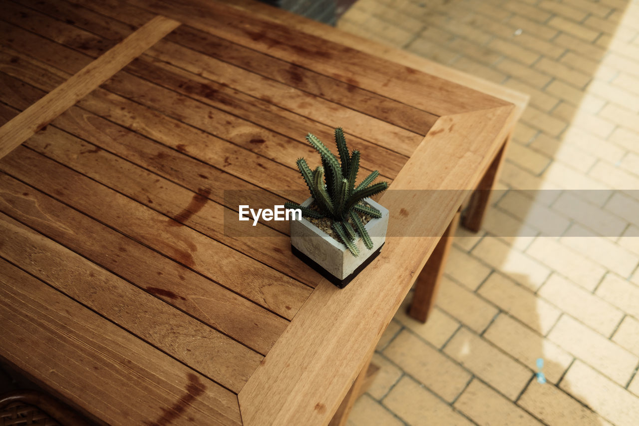 View from above on wooden table with potted cactus