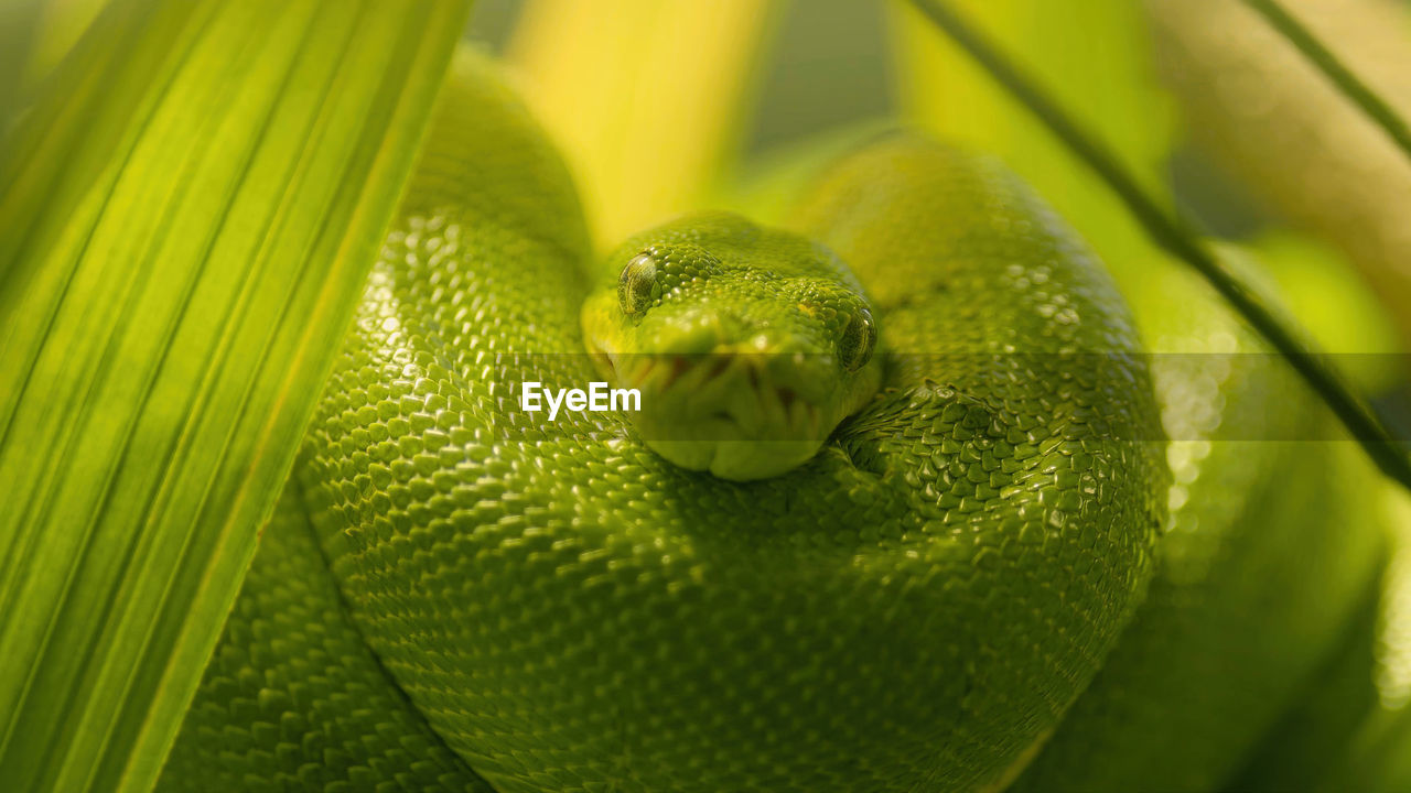 Close-up of greensnake and  leaves