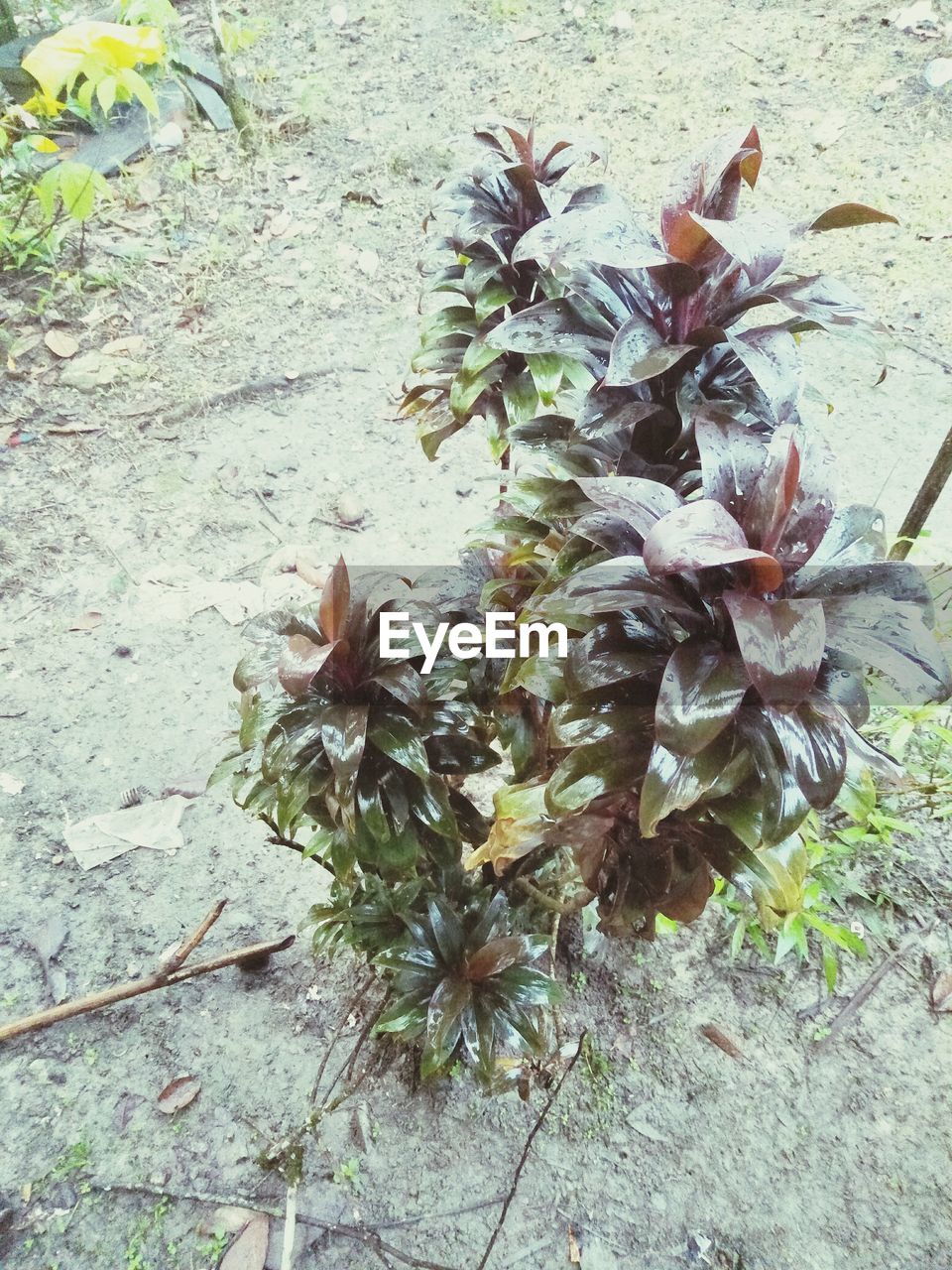 BEAUTIFUL GLIMPSE INTO THE NATURAL WORLD ON LEAVES