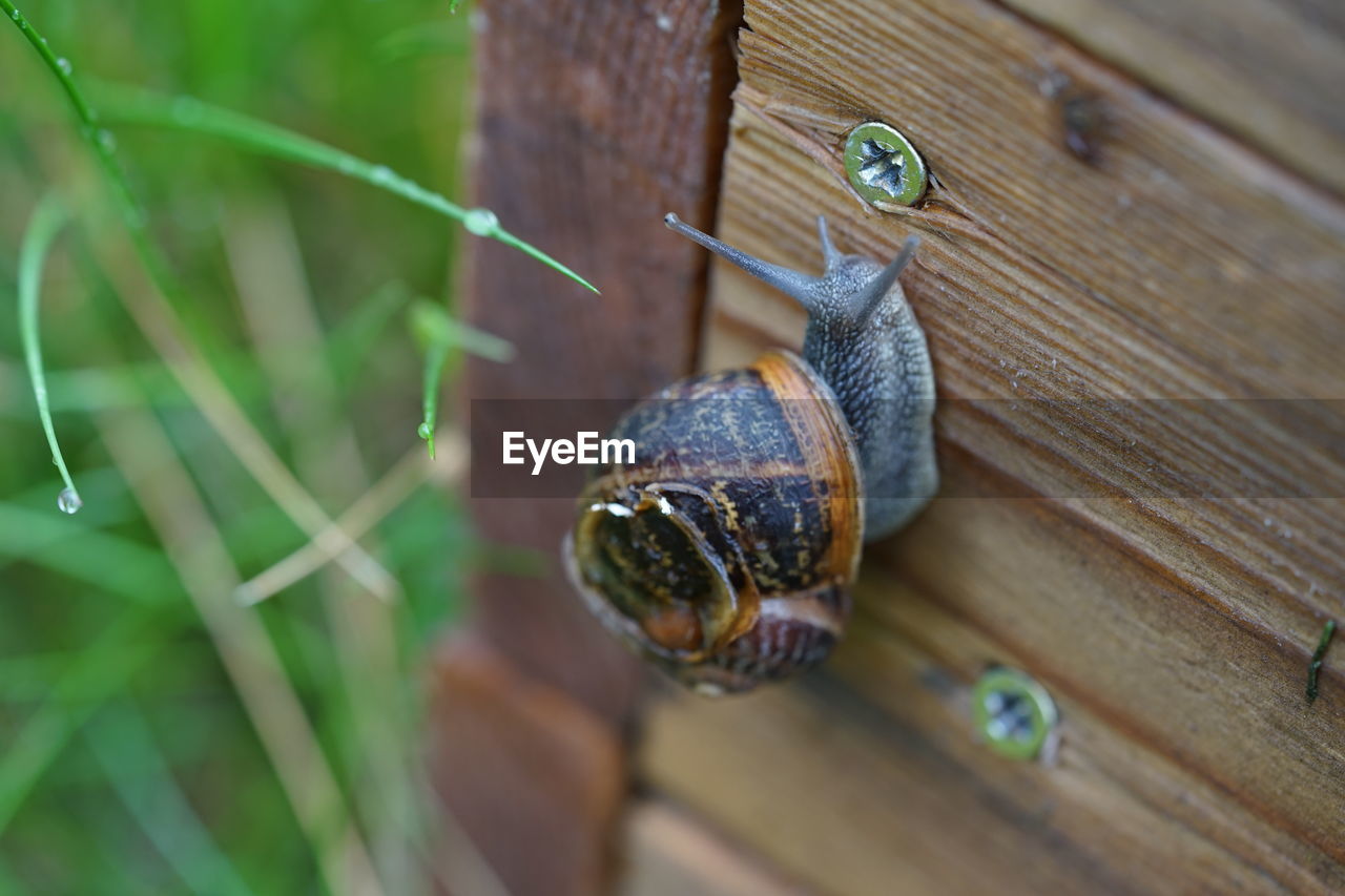 close-up of snail on table