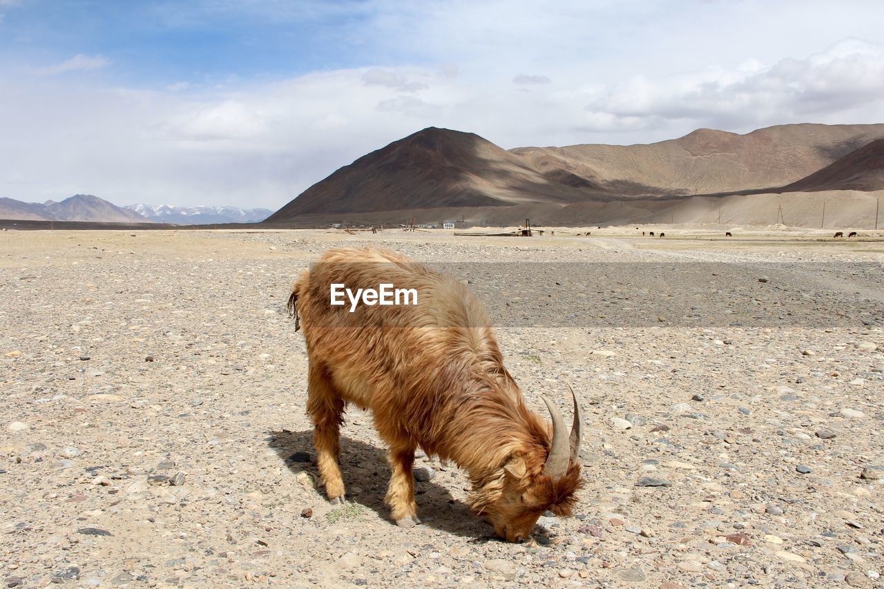 Goat on arid landscape