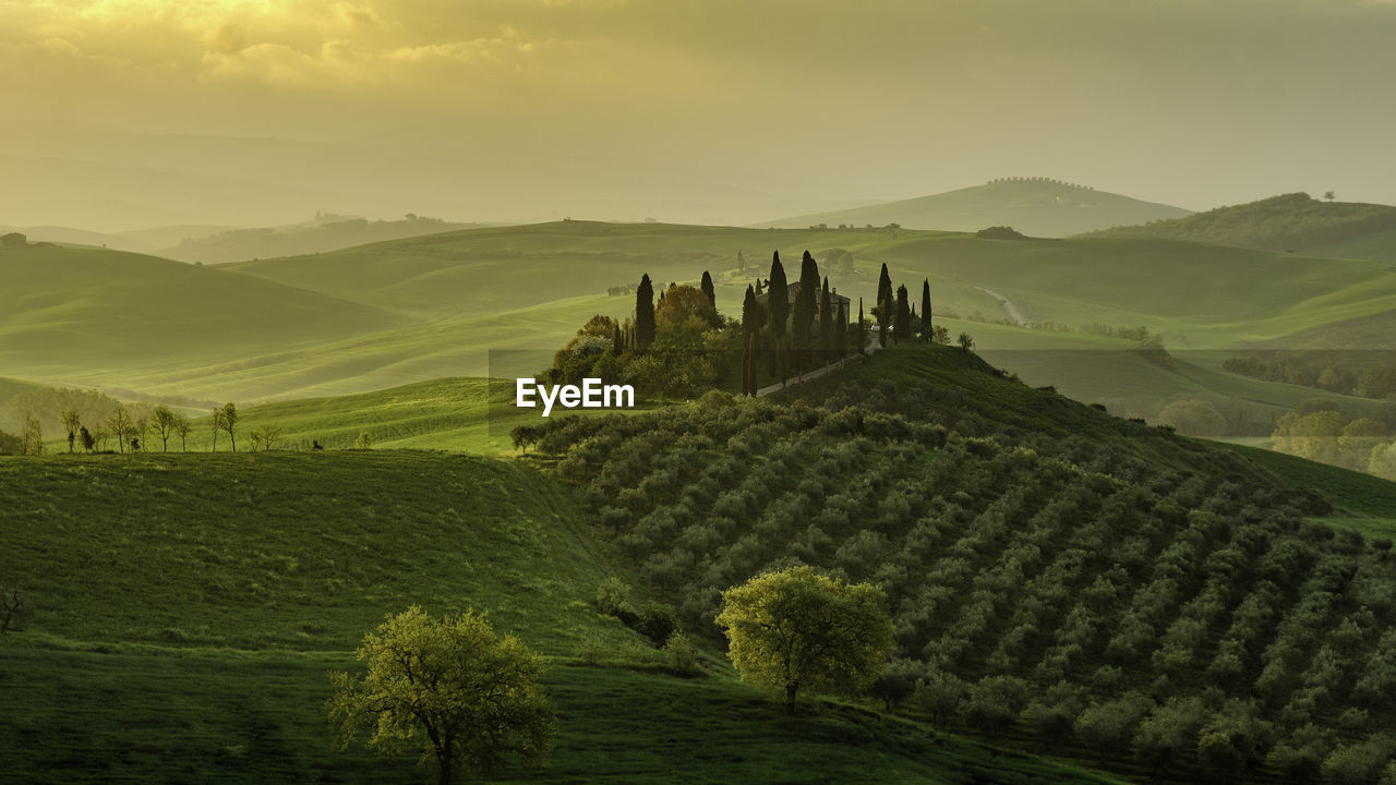 Typical view of the tuscan hills. farmhouse with cypress avenue