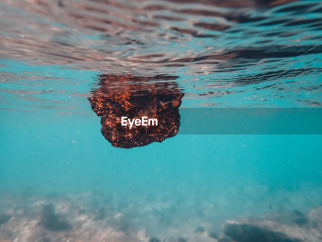 CLOSE-UP OF JELLYFISH IN SEA