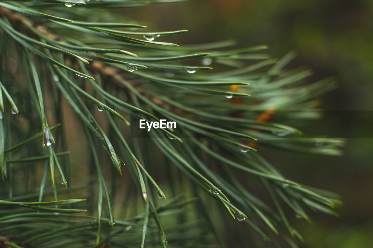 CLOSE-UP OF RAINDROPS ON PINE TREES