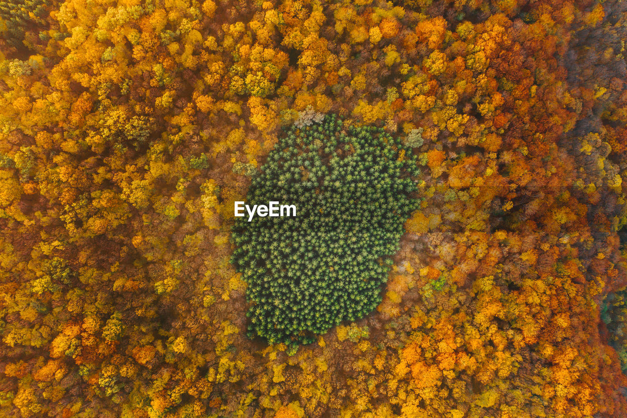 Aerial view of trees growing in forest during autumn