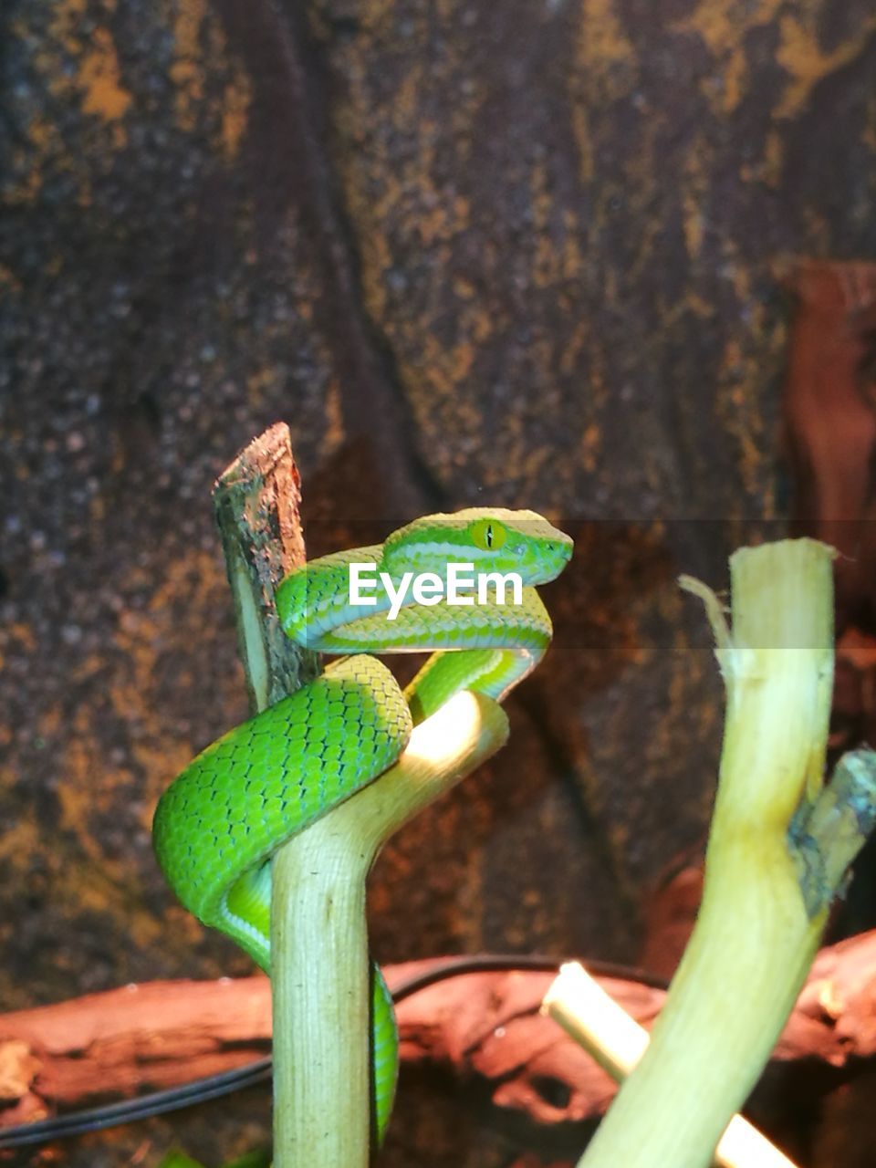 CLOSE-UP OF GREEN TREE TRUNK