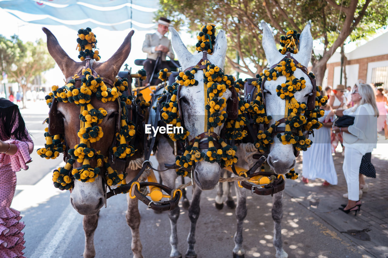 Mules with bright decorations on bridles pulling cart with man during fair on street of seville, spain