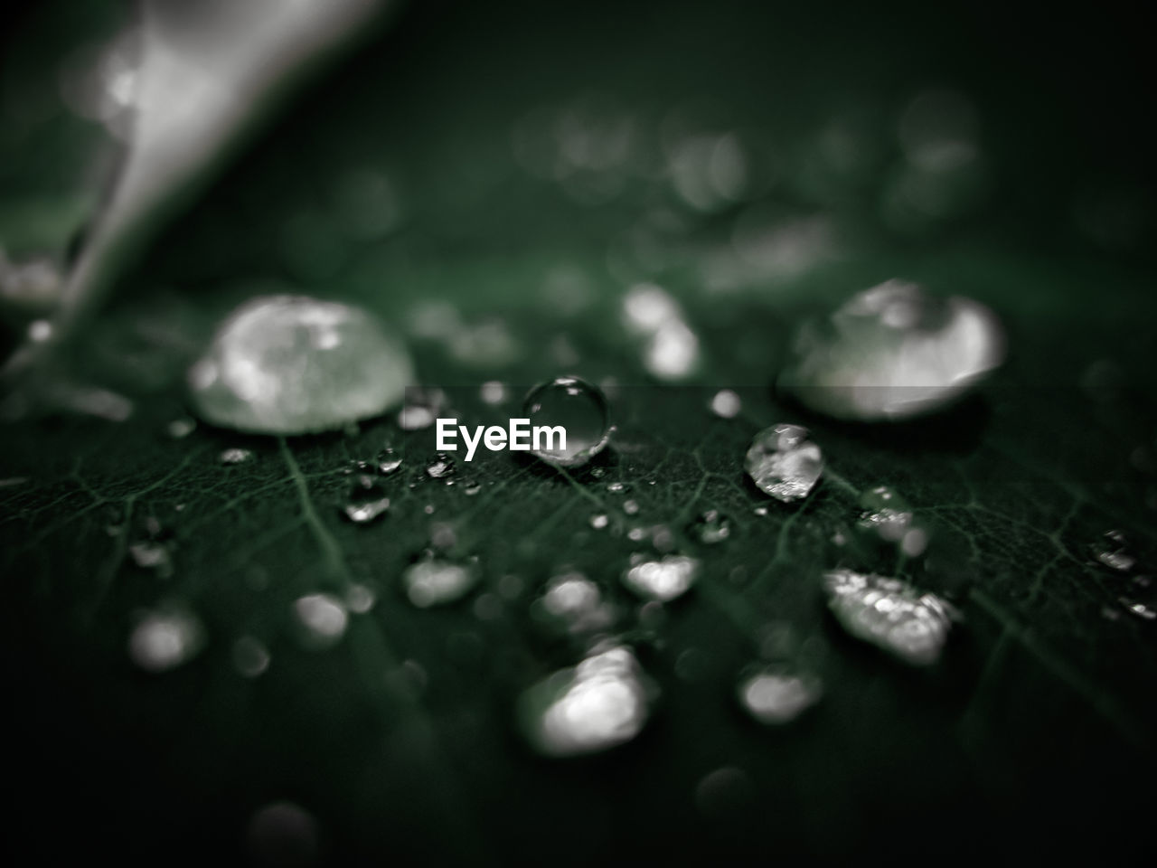 Close-up of water drops on leaves during rainy season