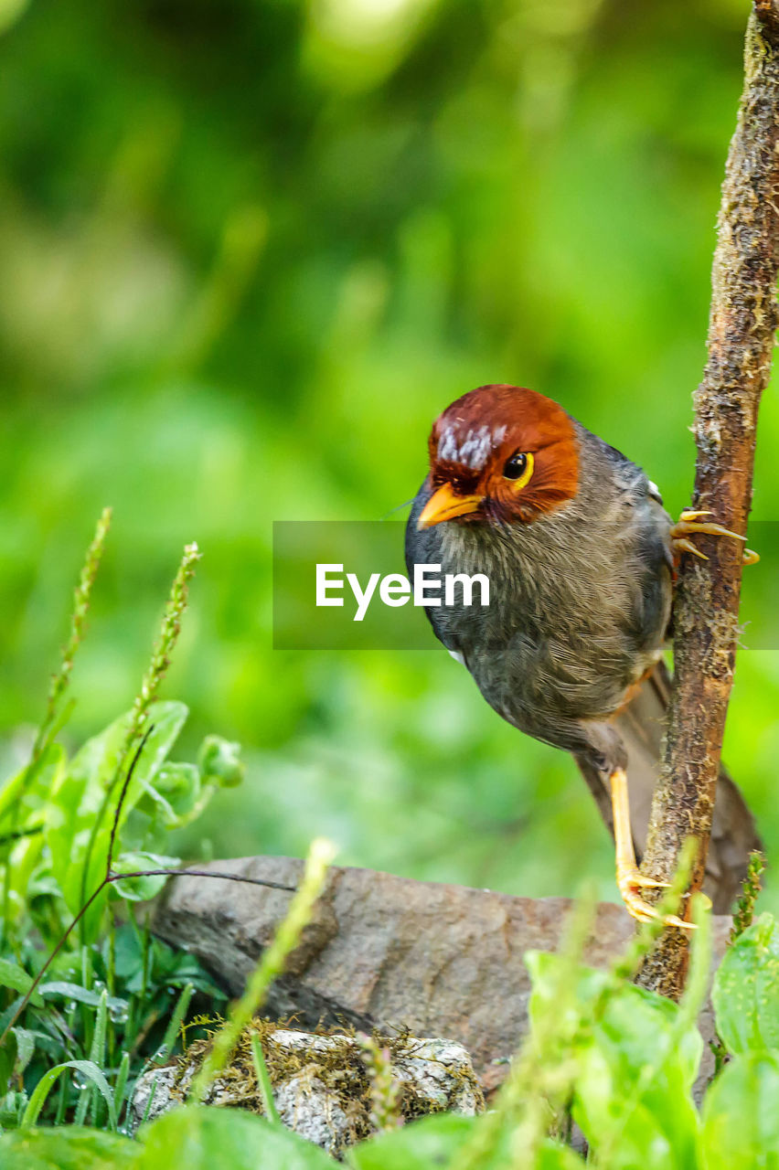 CLOSE-UP OF A BIRD PERCHING ON A PLANT