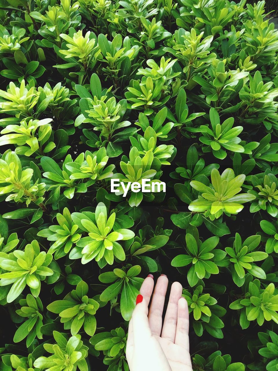 Cropped hand of woman touching plants