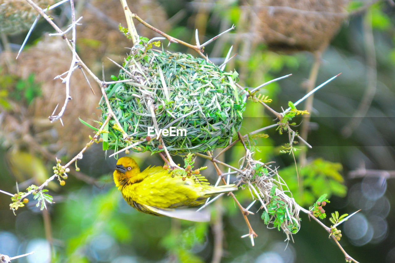 Yellow bird on building nest