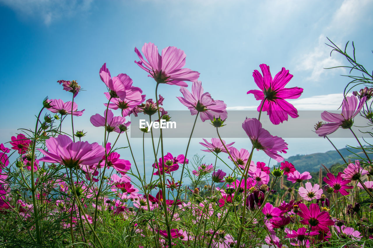 Close-up of pink flowering plants on field