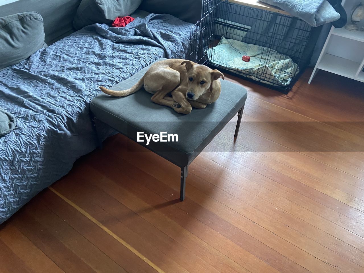 High angle view of dog relaxing on bed at home