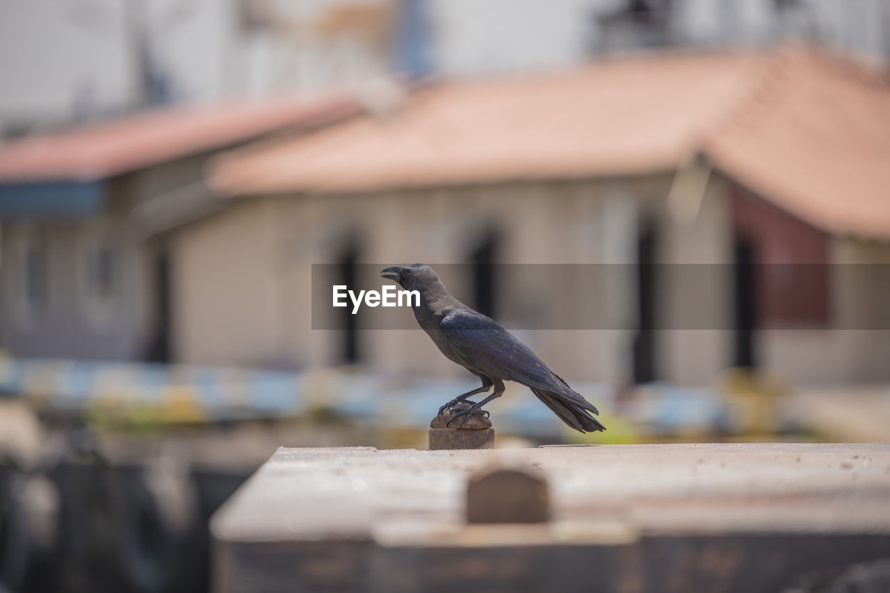 CLOSE-UP OF BIRD PERCHING ON WOOD