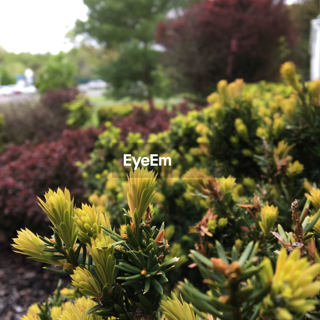 CLOSE-UP OF FLOWERS AGAINST BLURRED PLANTS