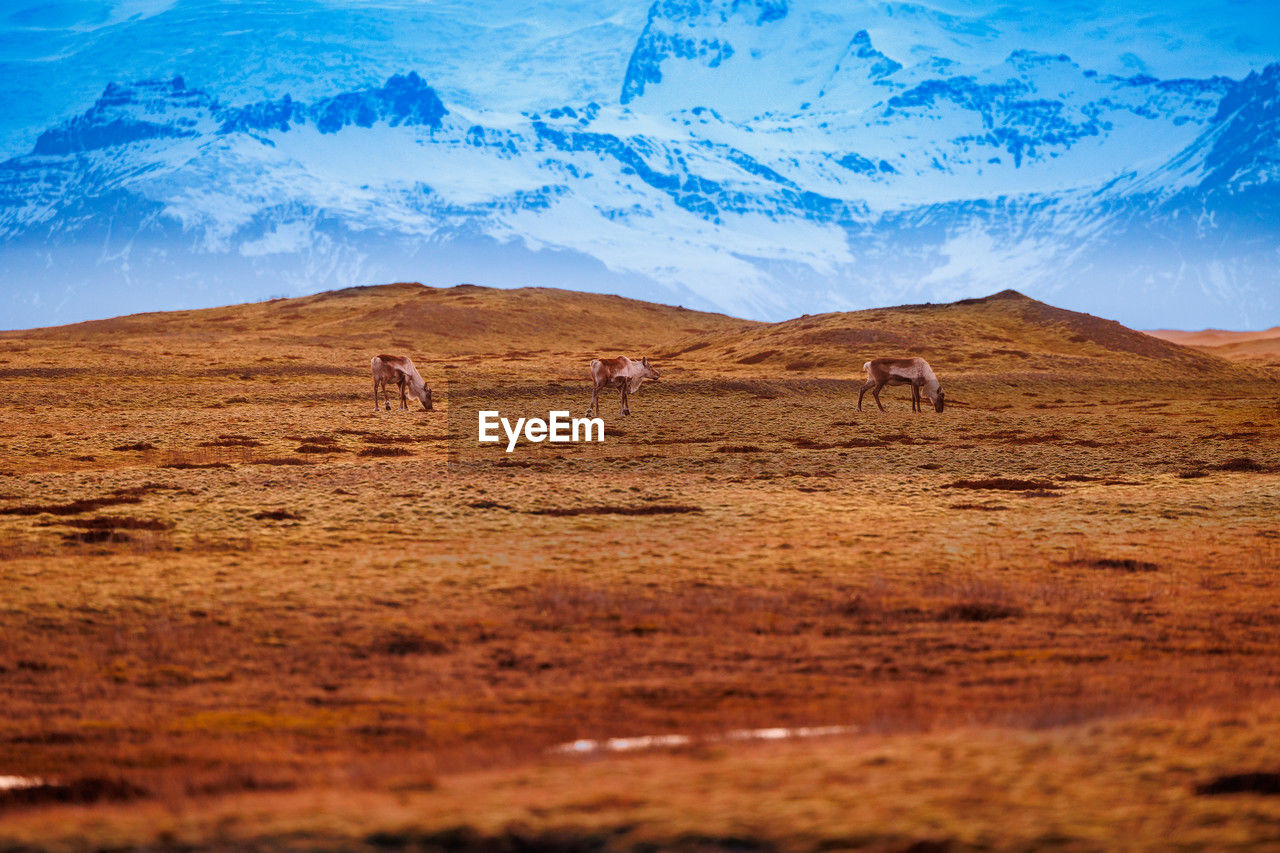 scenic view of desert against cloudy sky