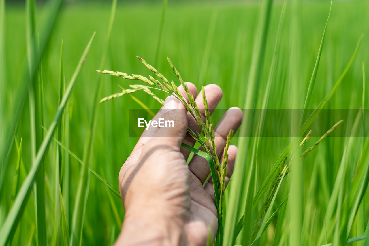 Cropped hand of person holding plant growing on field