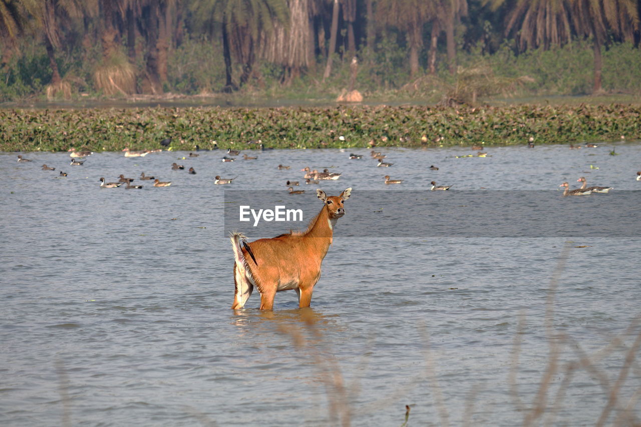 Antelope - nilgai in a wetland