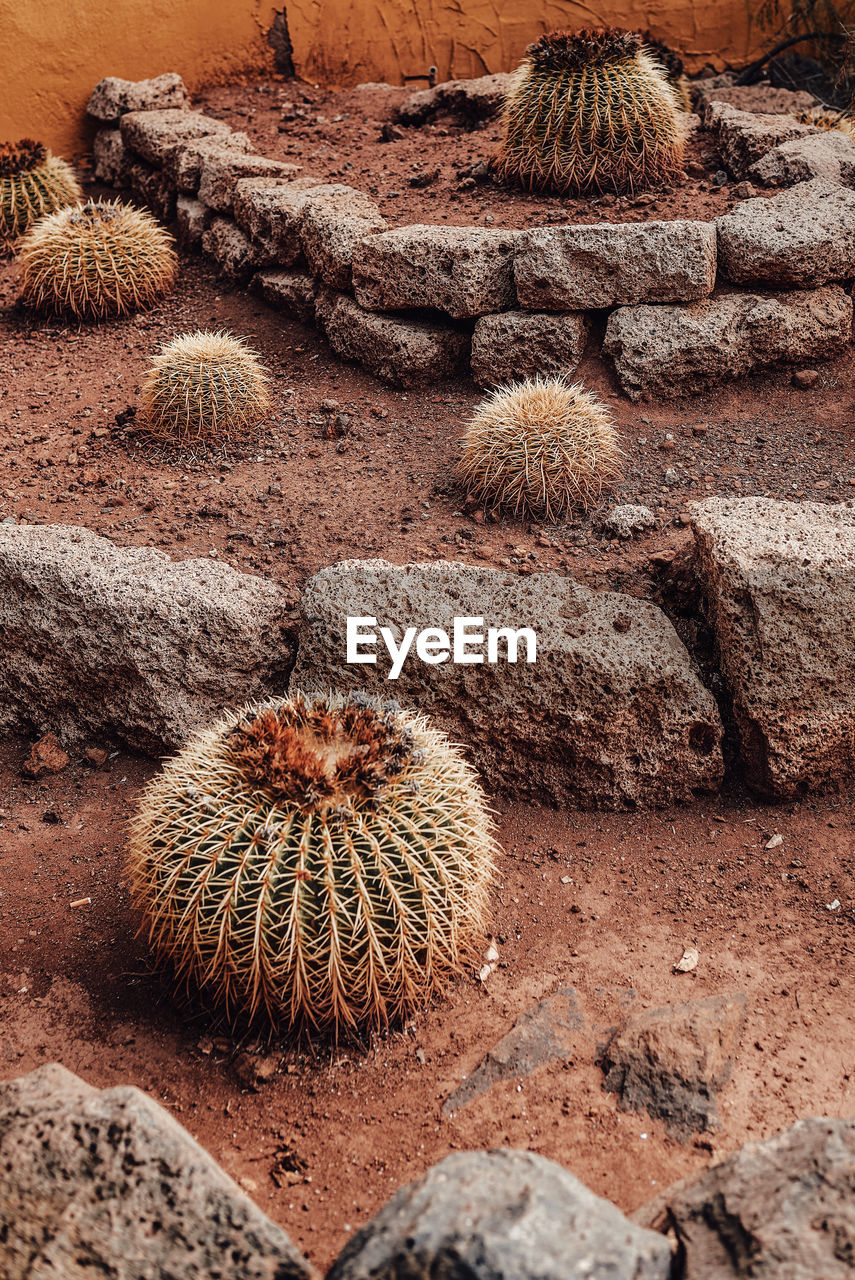 HIGH ANGLE VIEW OF CACTUS