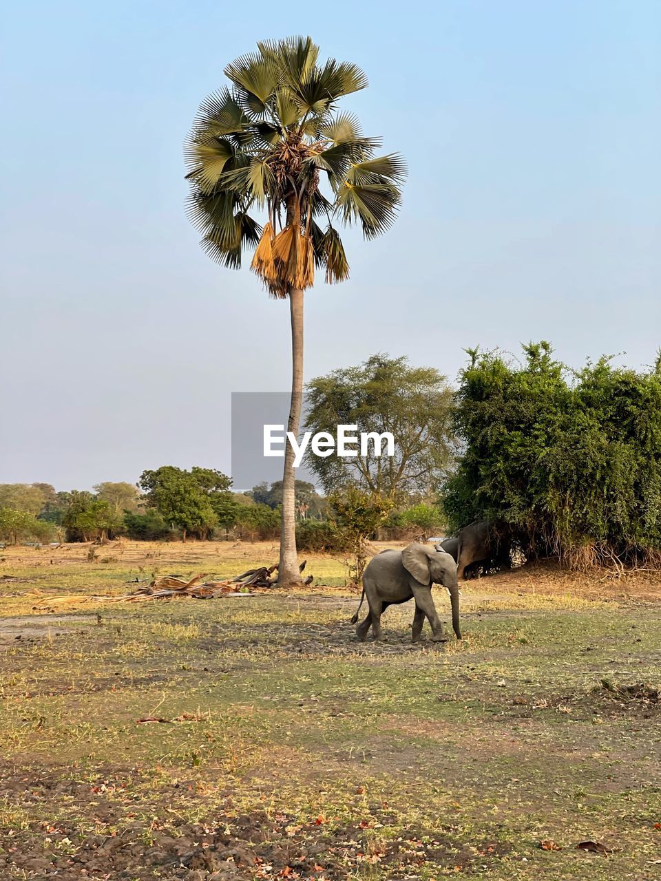 animal themes, savanna, animal, tree, plant, mammal, wildlife, animal wildlife, palm tree, tropical climate, nature, sky, environment, no people, one animal, elephant, safari, landscape, day, travel destinations, outdoors, full length, flower, domestic animals, beauty in nature, land, grass, plain, field, leaf, rural area, clear sky, travel, grassland