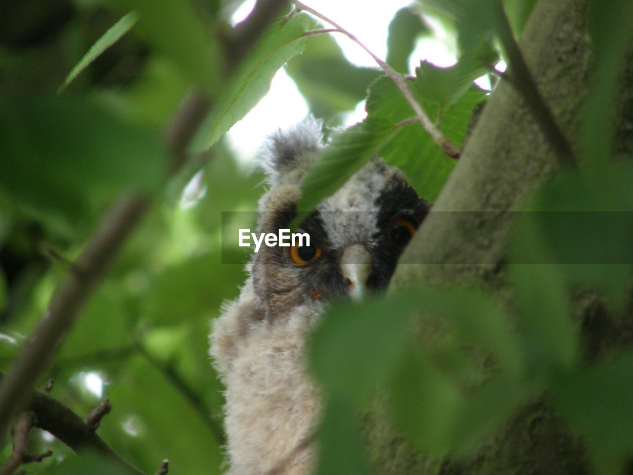 CLOSE-UP OF CAT ON TREE