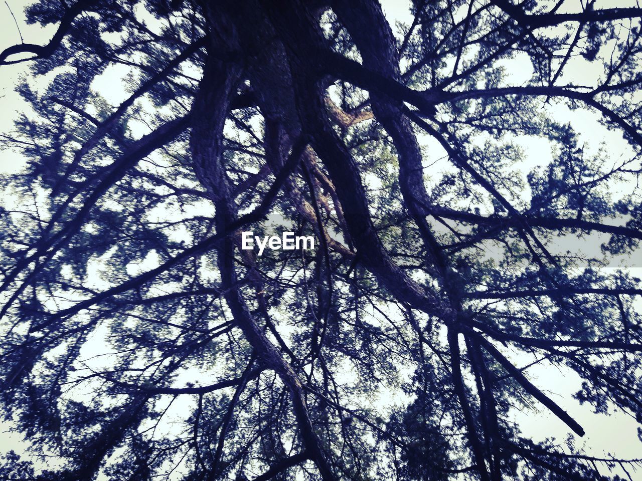 LOW ANGLE VIEW OF TREE AGAINST SKY