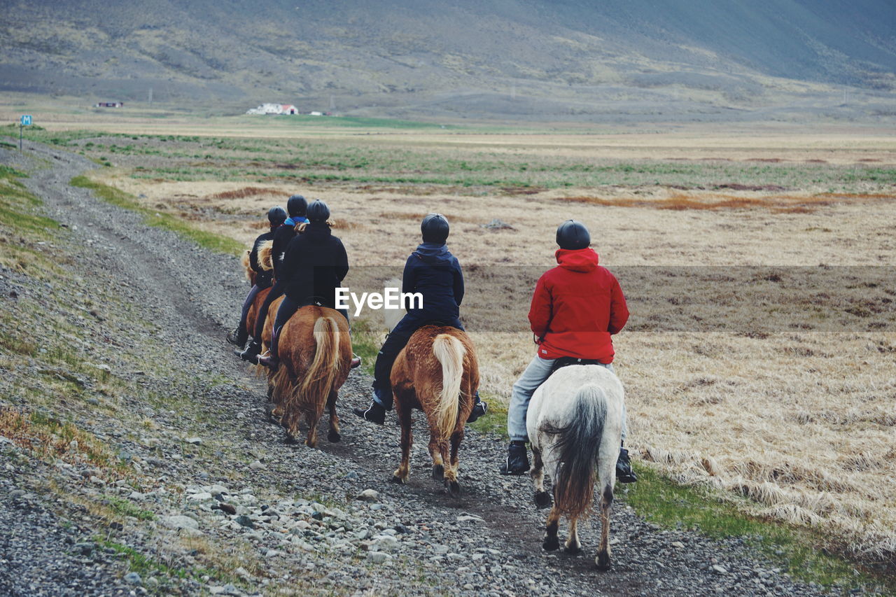 Rear view of friends riding icelandic horses on field