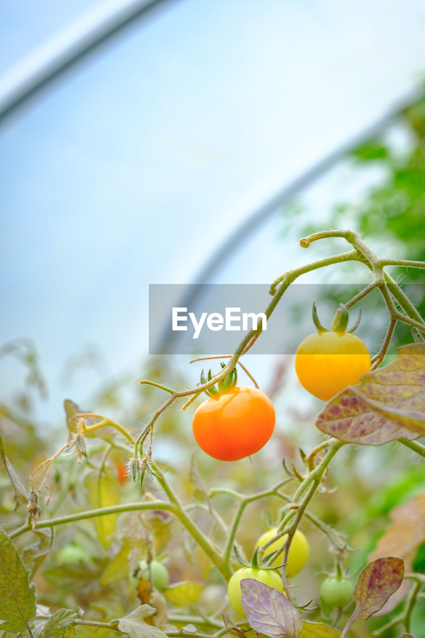 Close-up of cherry tomatoes growing on tree