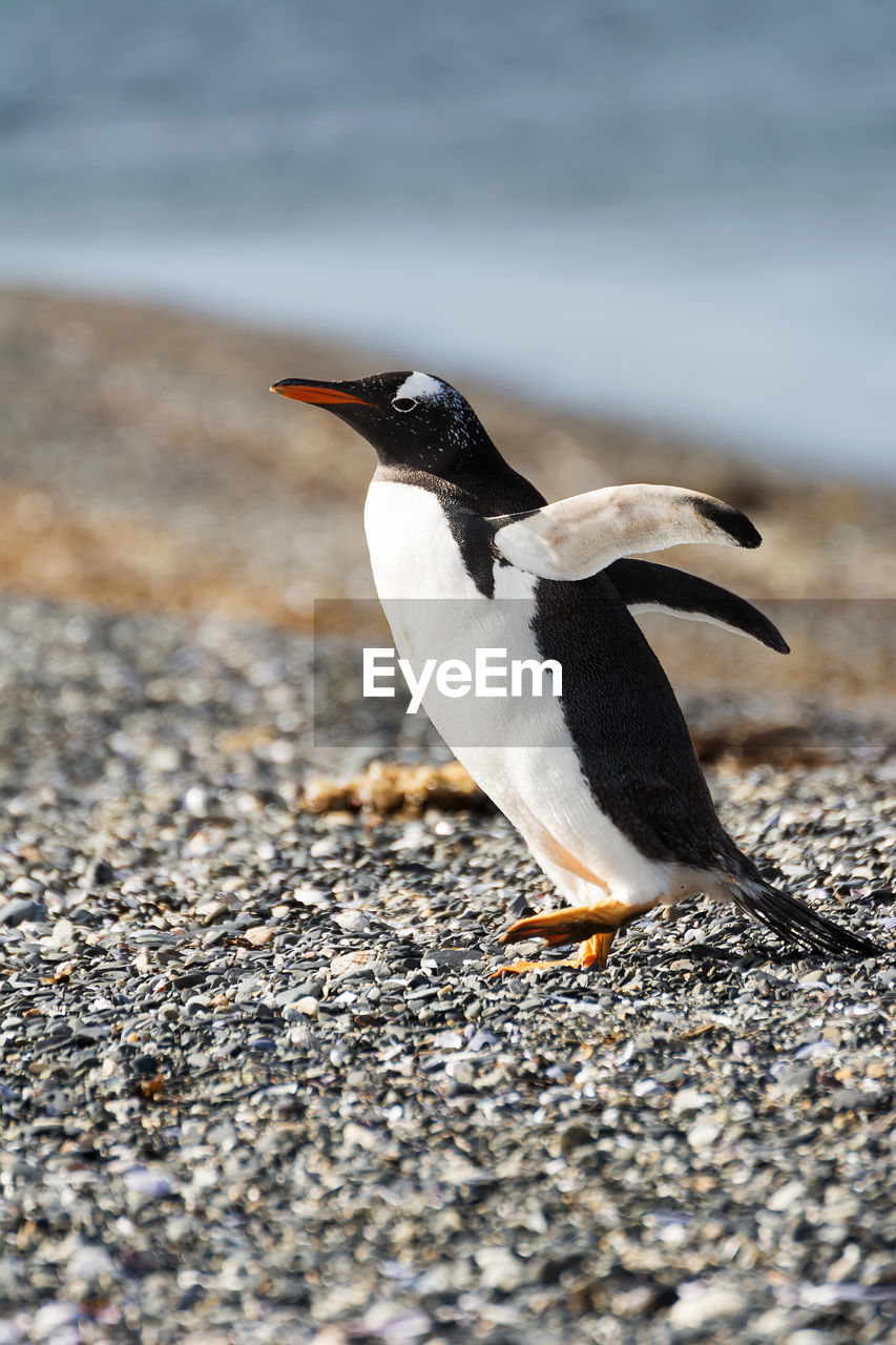 CLOSE-UP OF BIRD PERCHING ON WOOD