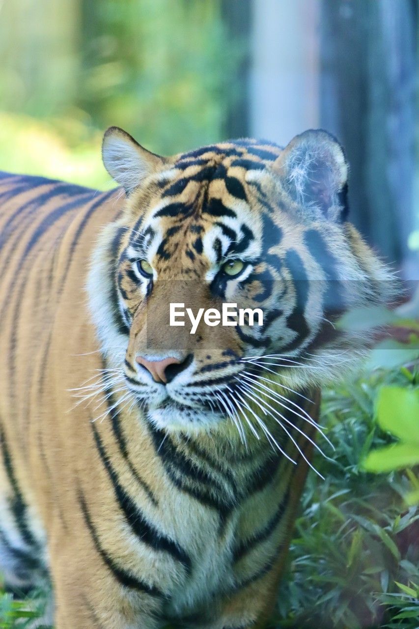 animal, animal themes, tiger, animal wildlife, big cat, one animal, feline, mammal, wildlife, cat, striped, carnivora, zoo, portrait, nature, felidae, no people, animal body part, outdoors, carnivore, looking at camera, forest, close-up, day, pet, beauty in nature, whiskers, tree, focus on foreground, animal head, animal markings, looking