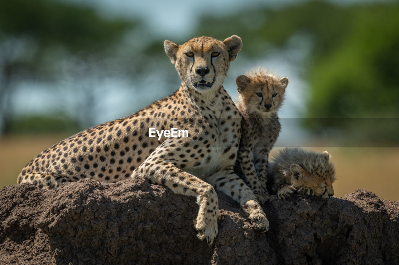 Cheetah with cubs sitting on rock in forest