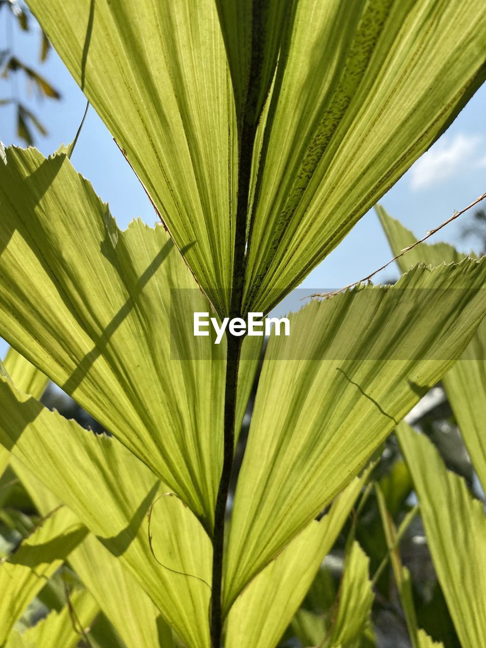 CLOSE-UP OF FRESH GREEN LEAF WITH PALM TREE