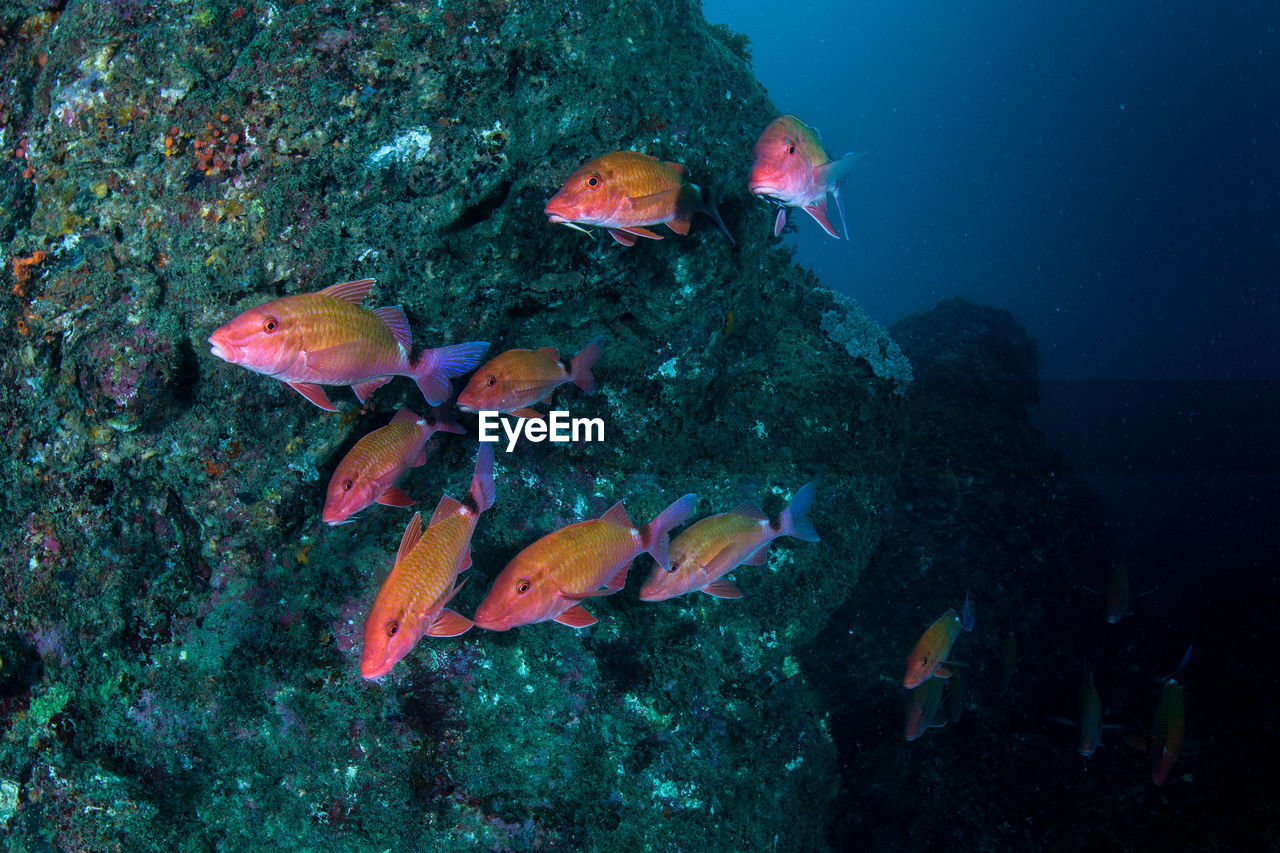 Fish swimming in sea