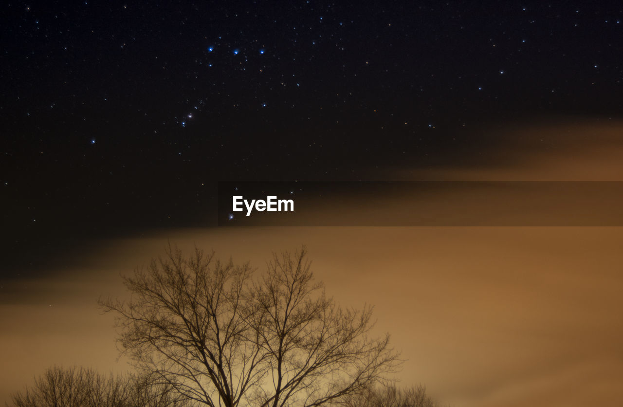 LOW ANGLE VIEW OF TREE AGAINST SKY AT NIGHT