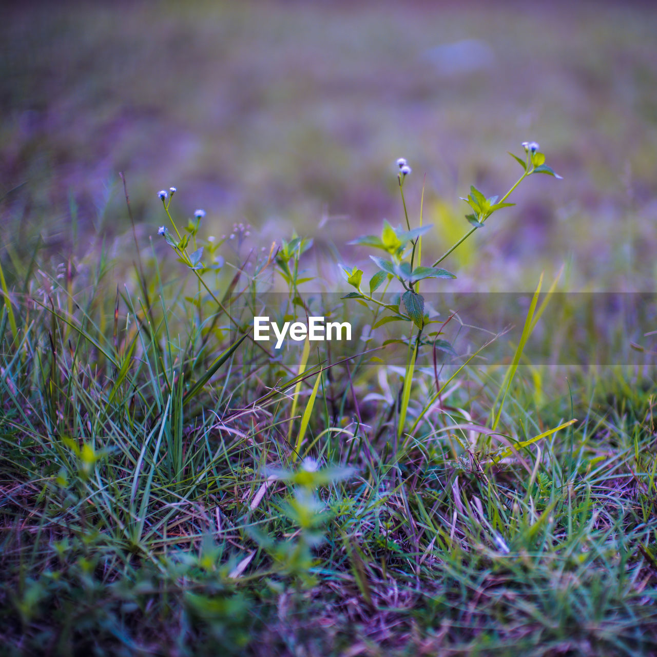 Close-up of purple flowering plants on field