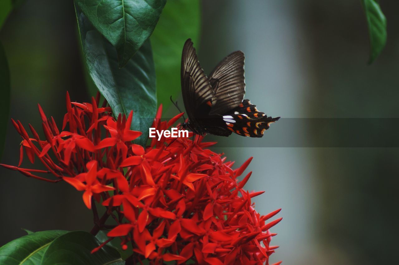 Close-up of butterfly