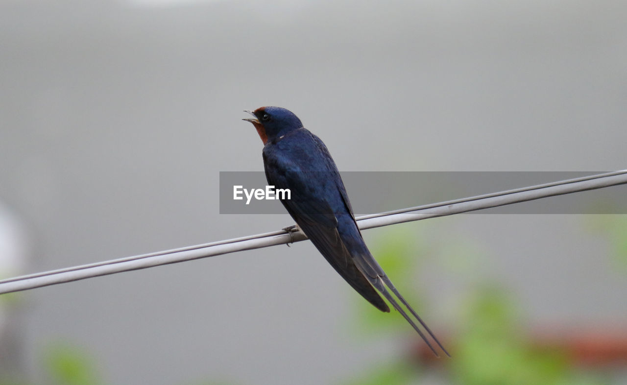 CLOSE-UP OF BIRD PERCHING ON A CABLE