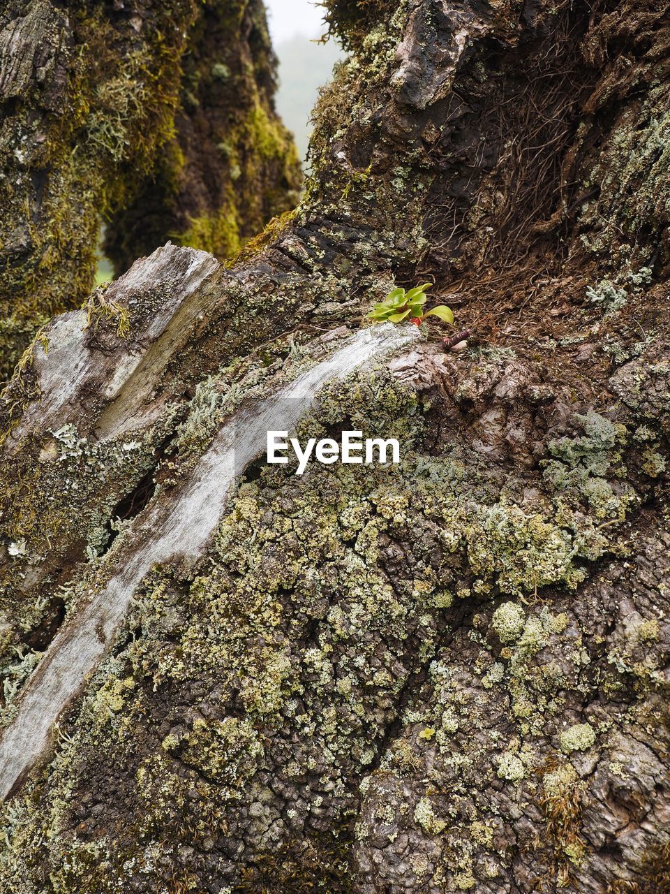 MOSS GROWING ON ROCK