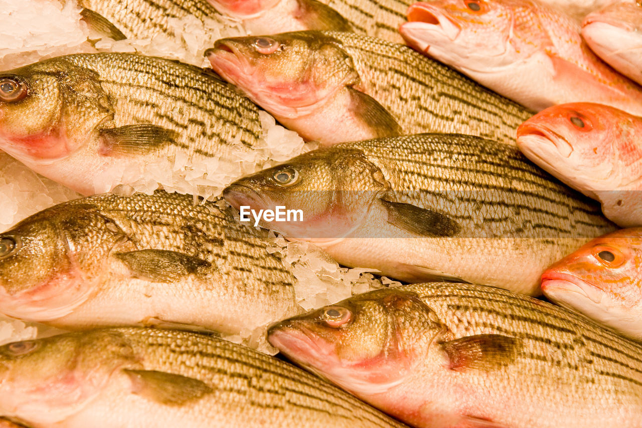 CLOSE-UP OF FISH FOR SALE AT MARKET STALL