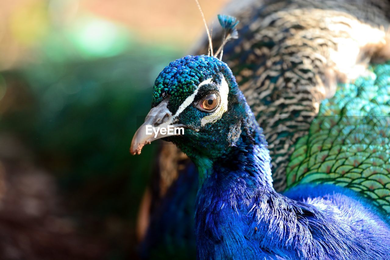 Close-up of peacock