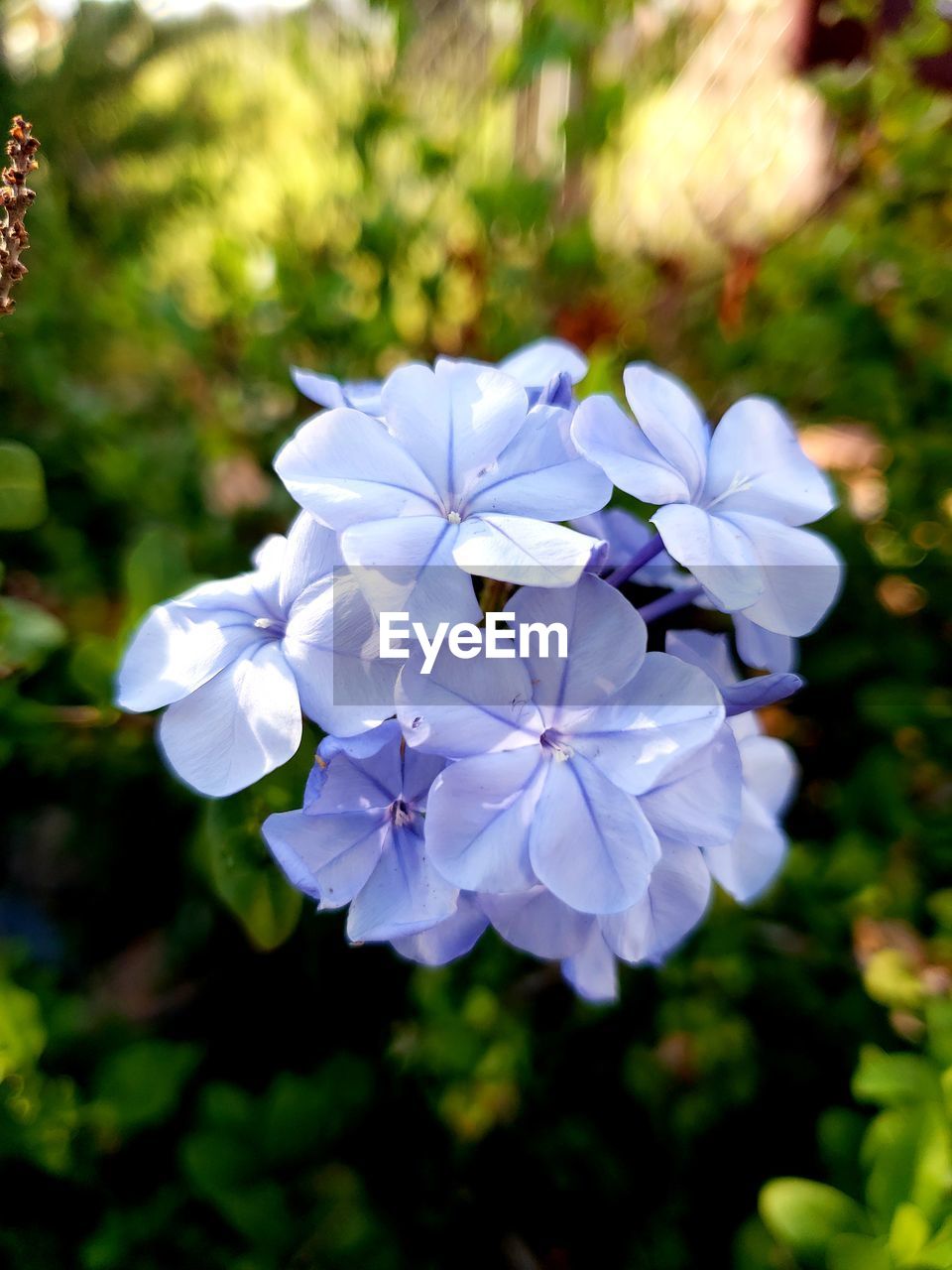 CLOSE-UP OF WHITE FLOWERING PLANTS