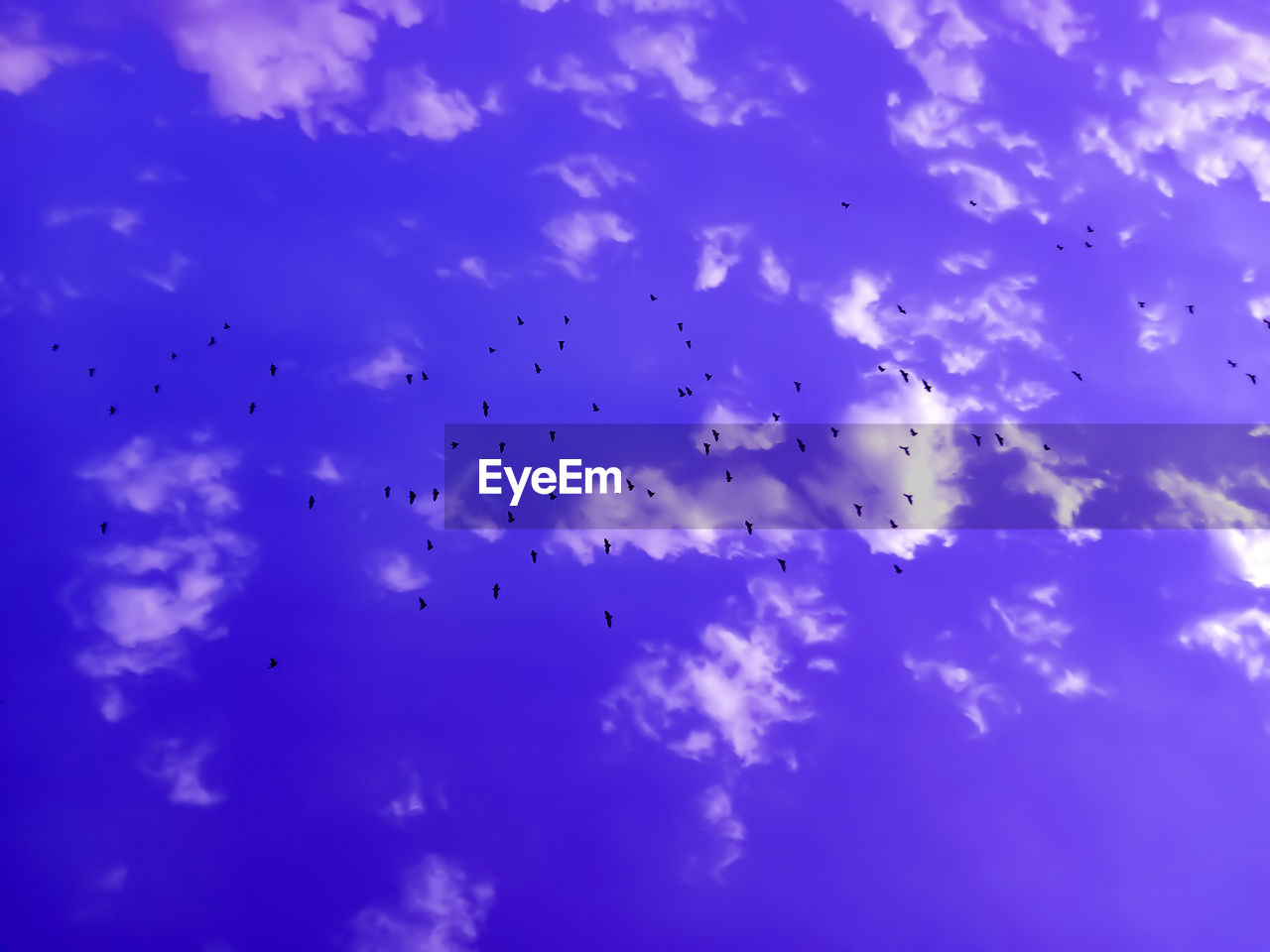 LOW ANGLE VIEW OF BIRDS FLYING