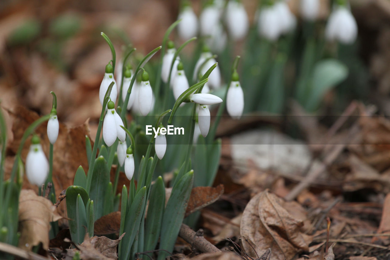 CLOSE-UP OF WHITE CROCUS FLOWERS