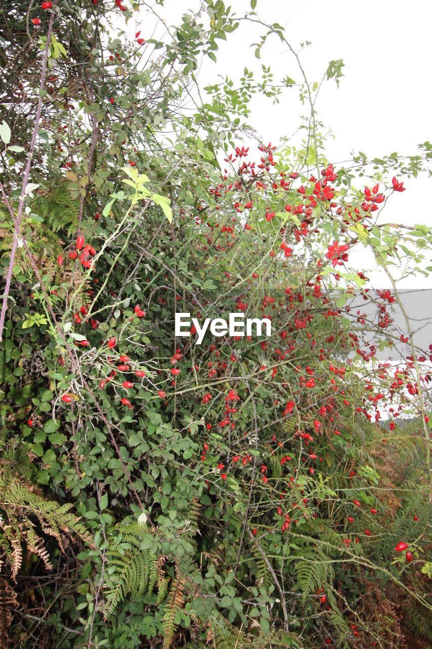 CLOSE-UP OF RED TREE