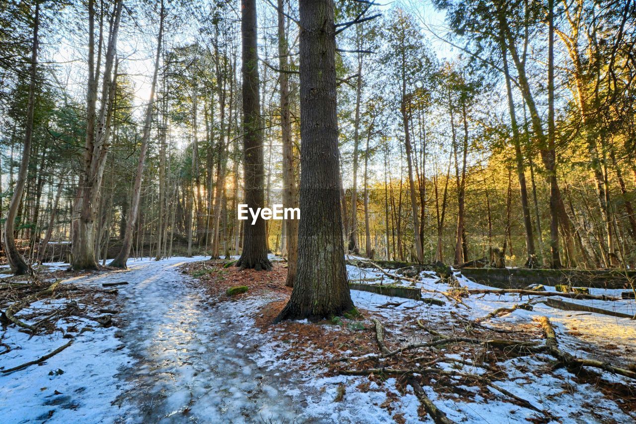 SCENIC VIEW OF FOREST AGAINST SKY DURING WINTER