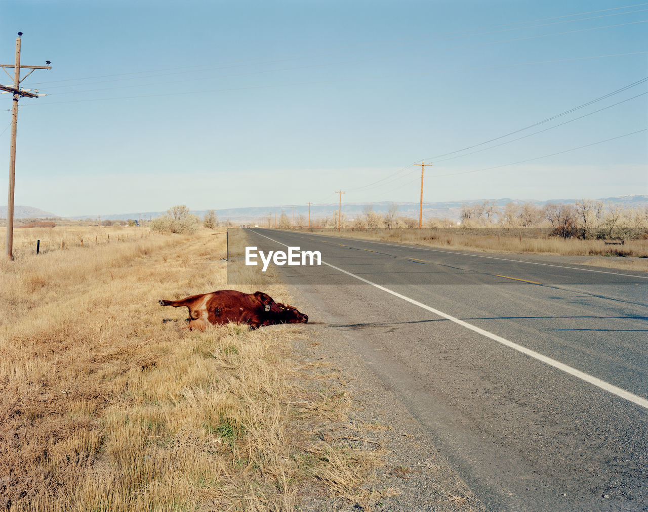 Cow lying on roadside against clear sky